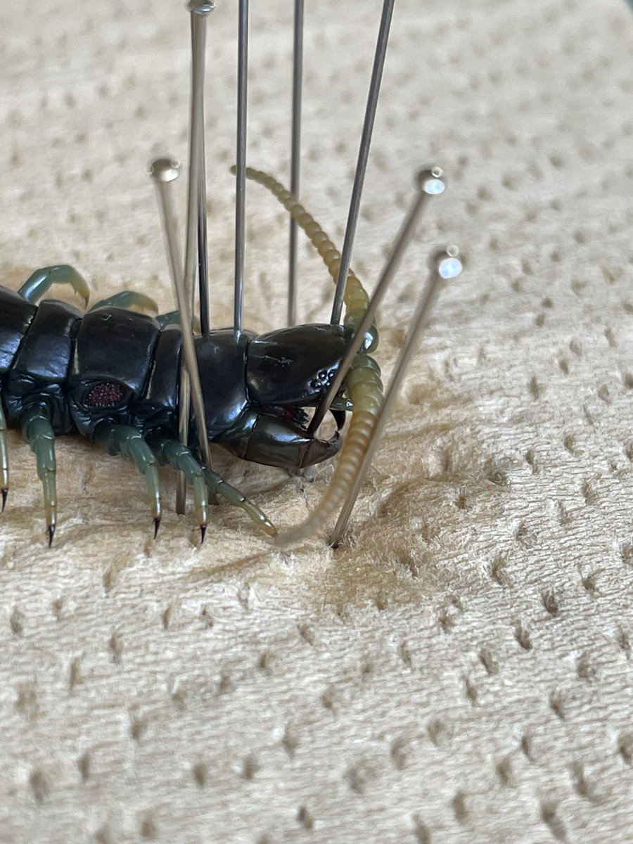 師岡雅史 tweet media