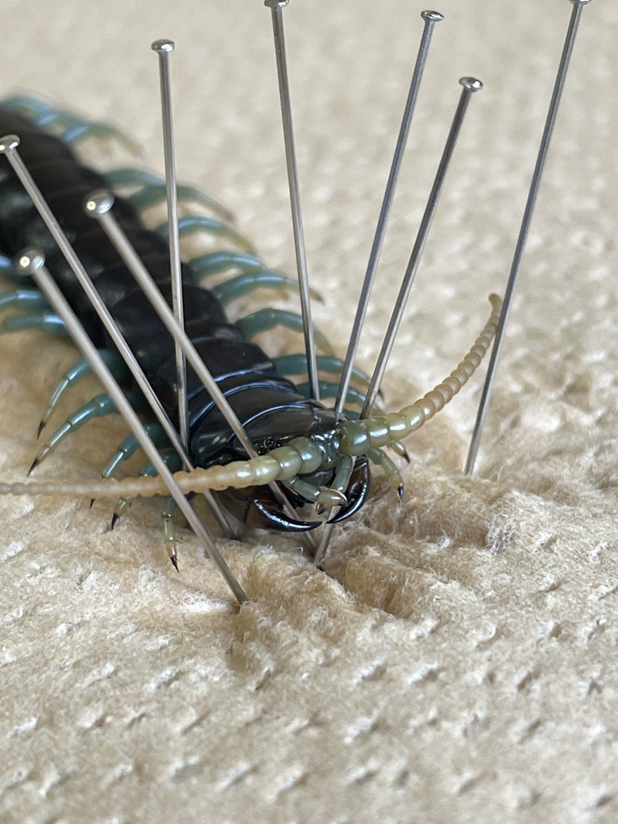 師岡雅史 tweet media