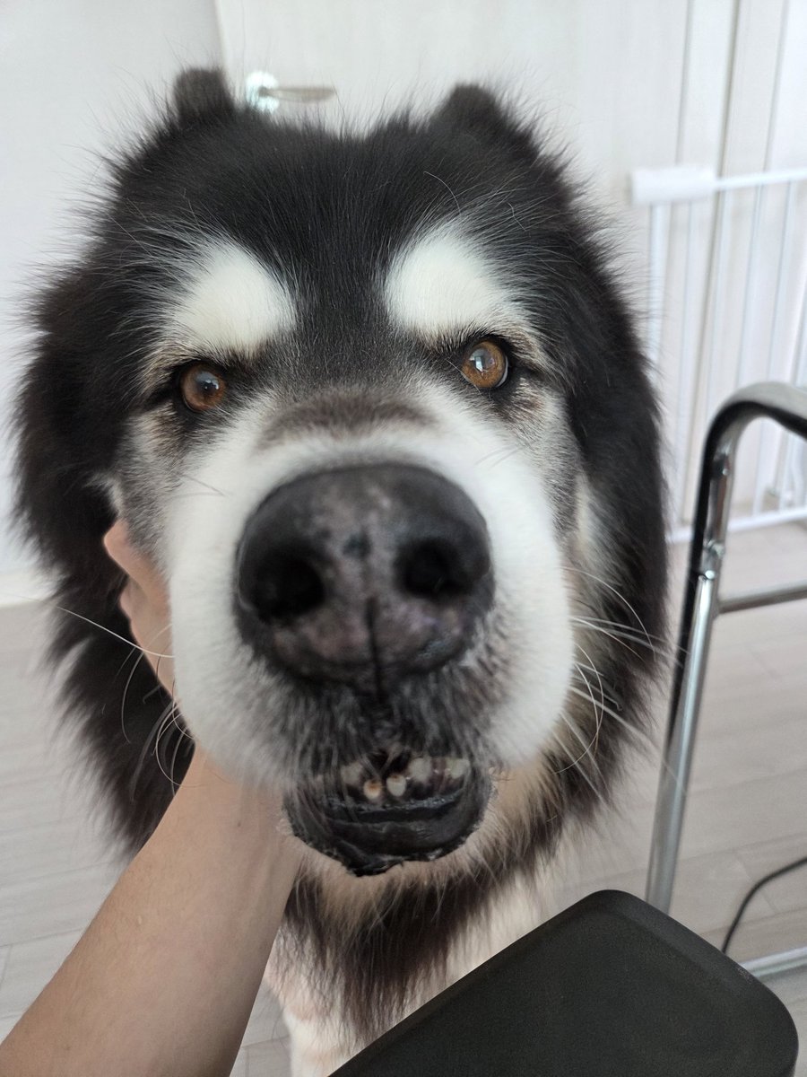 김로스 tweet media