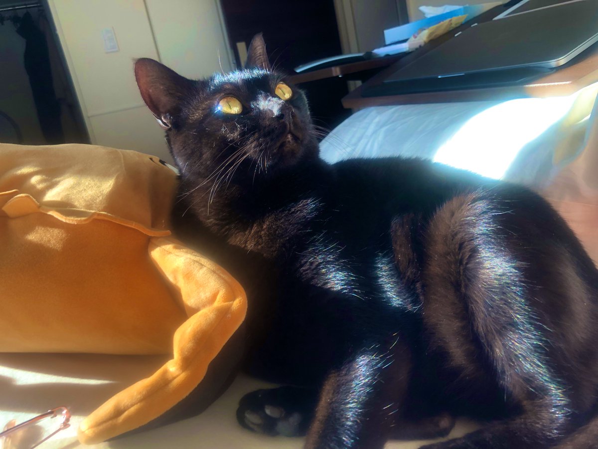 うちの子に似てる…！