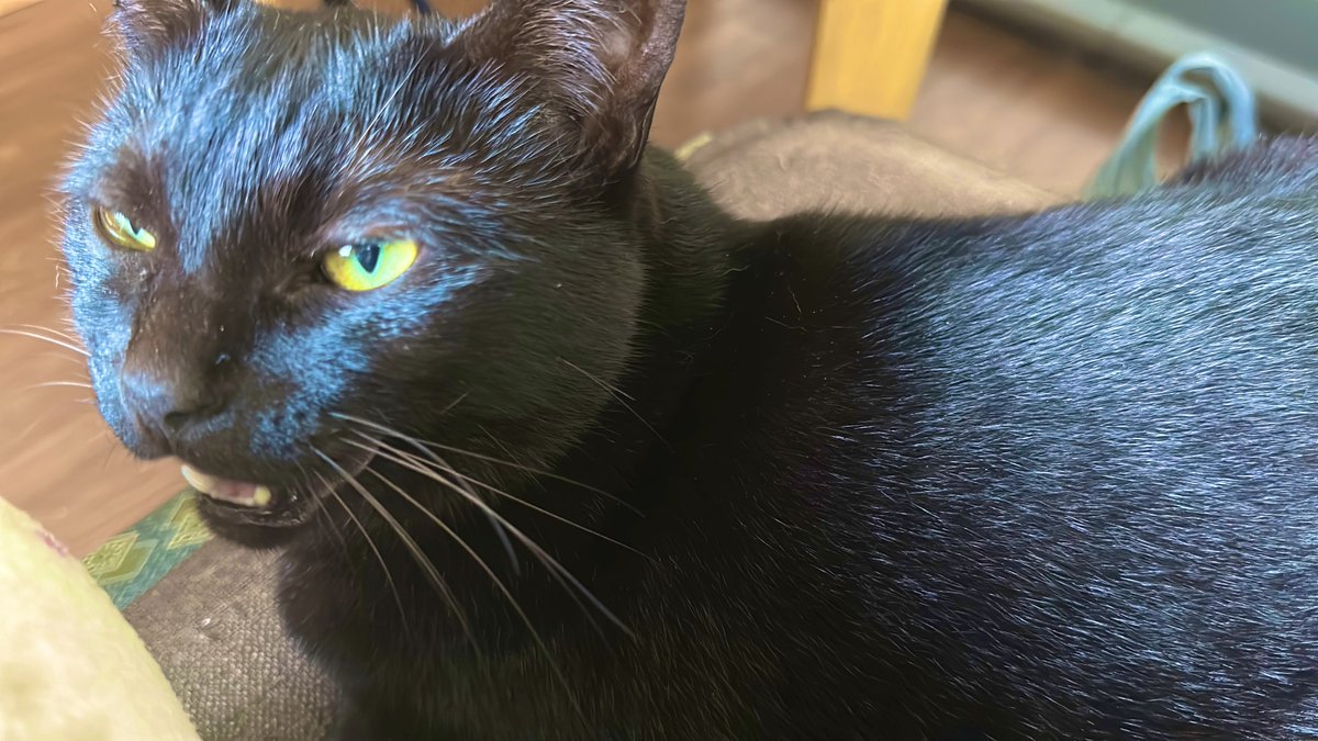 うちの子に似てる…！