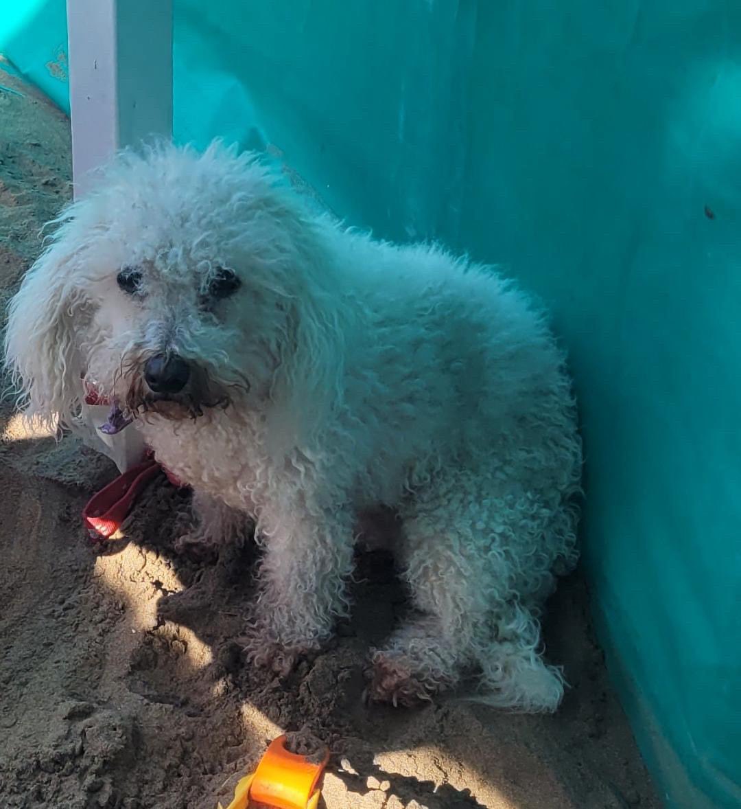 Buscamos a Lulú 🐶 

Lulú es una hembra castrada de 14 años

Se perdió hoy en Herrera y Mariano Moreno #Sarandi 
<a href="/lic/">lic</a>.dalmas (Instagram)