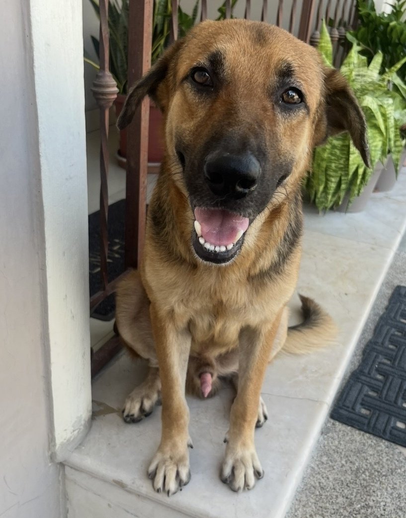 #ENCONTRADO #SAMBORONDON
Fecha: 20/02/26
Sector: Centro, Cdla. Entrerios, calle 7ma.
Sexo: Macho
Raza: Mestizo
Obsv.: Color cafe y negro, uñas cortas, delgado
Contacto: 0992294320
¡Ayúdalo a volver con su familia!
#AlertaMePerdí