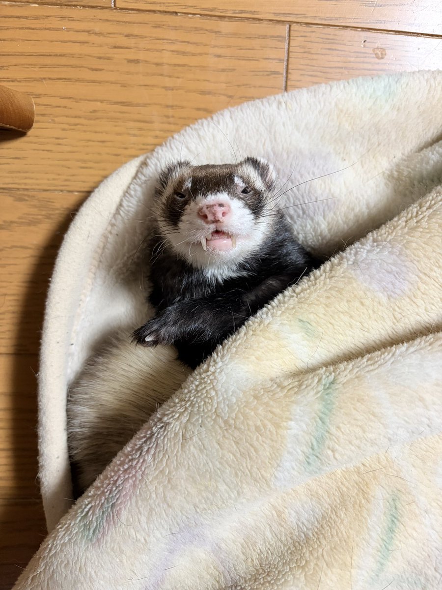 Crazy for ferrets tweet media