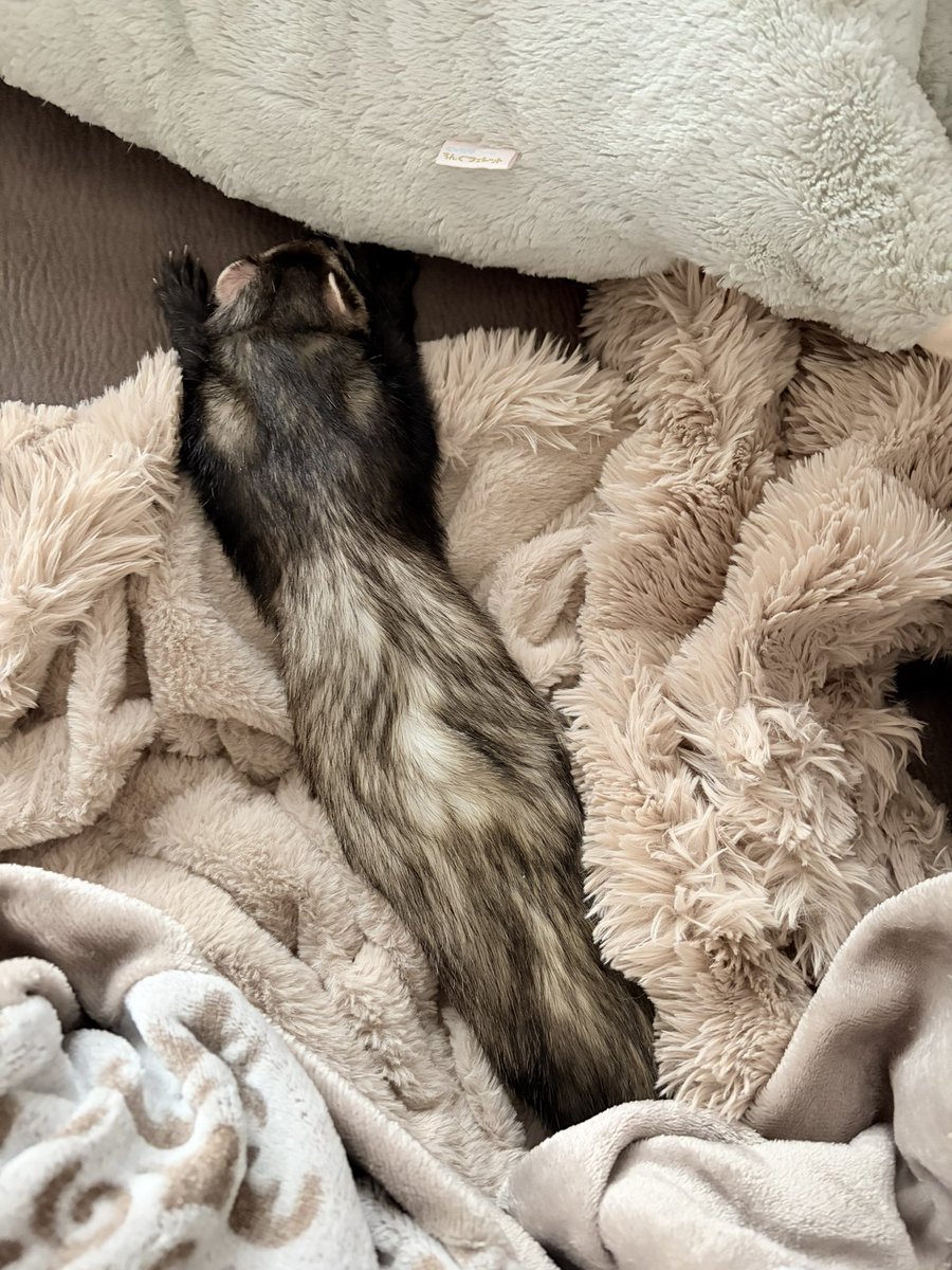 Crazy for ferrets tweet media