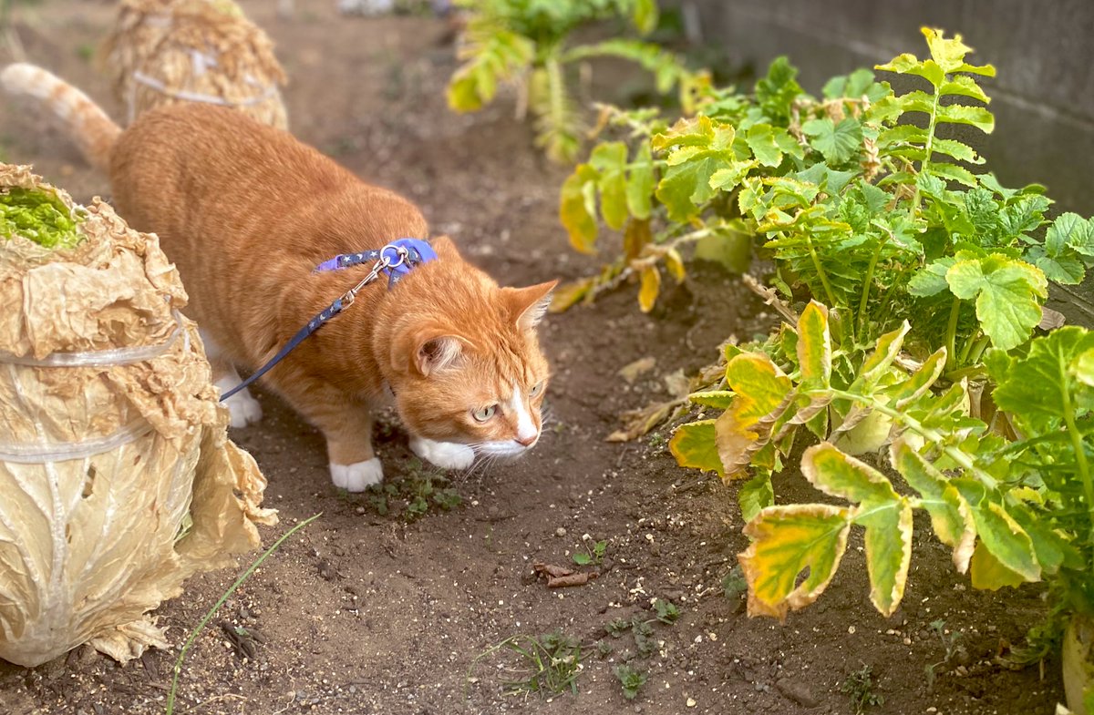 ハチ (@happy_pawsome) / Posts / X