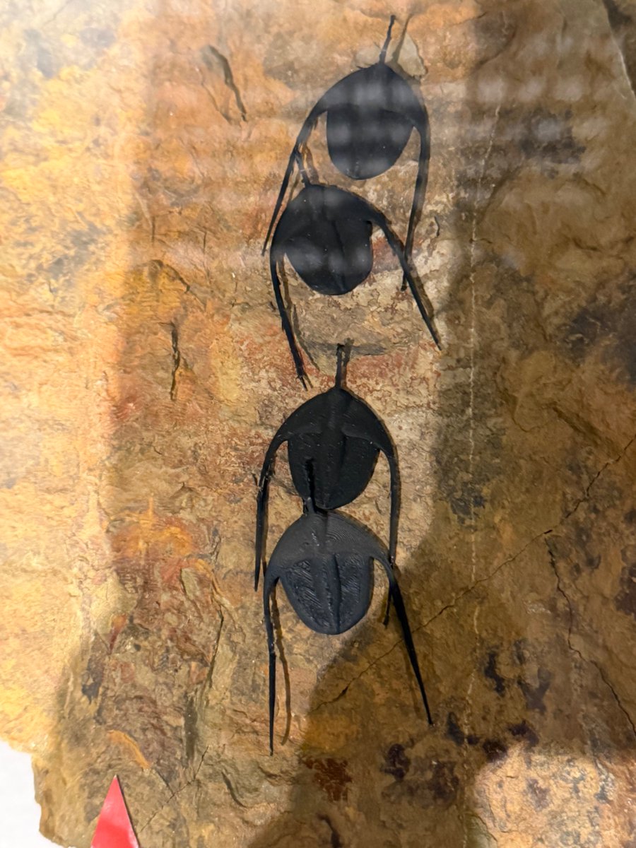 東京国立博物館｢大絶滅展｣で展示していた 色々な｢三葉虫｣ 収集癖のある