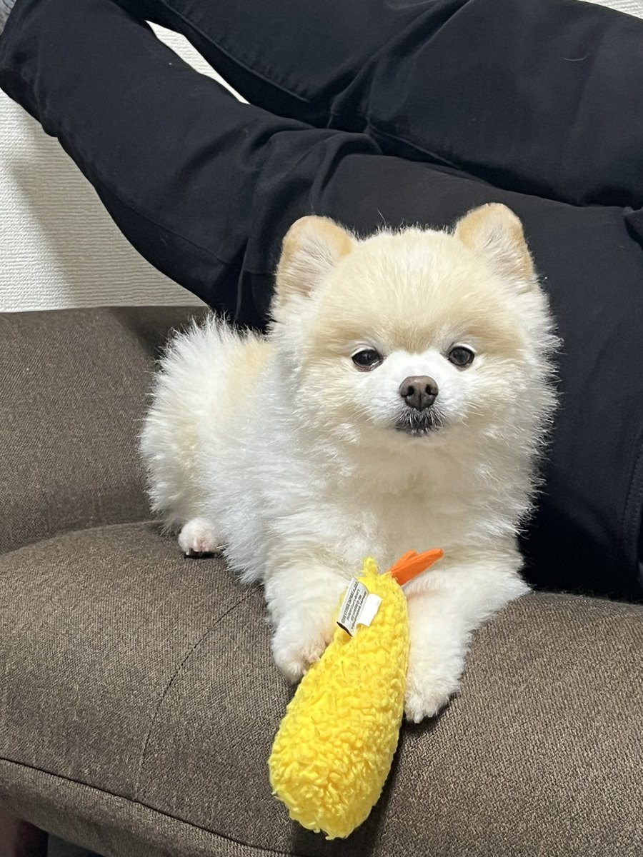 ぽんすけ大先生 (@yuyuyuyumee) / Posts / X