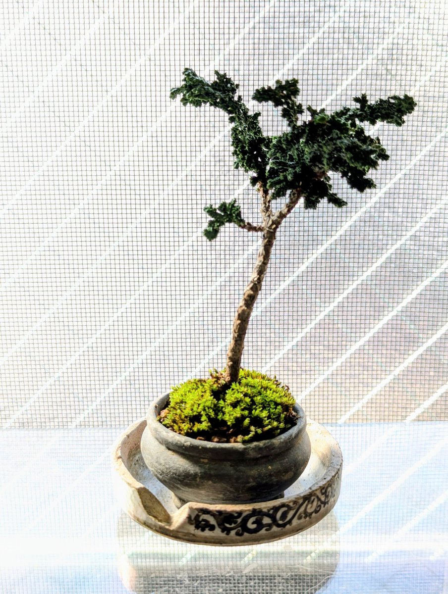 ミニ石化檜を見様見真似で植え替えしてみたら斜めになっちゃった