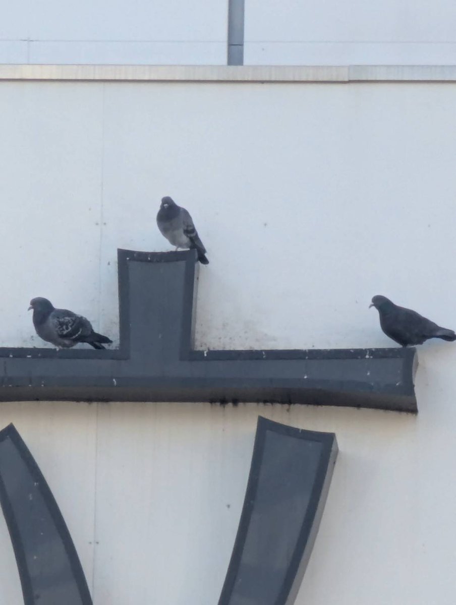 JR立川駅の看板に止まってる鳩 なかなかかわいい