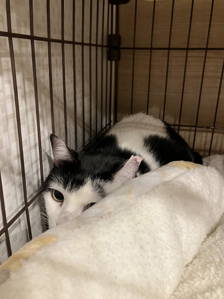 トモちゃんの卒業
この子の略歴は
地元のTNR現場からのレスキュー組で
その後セーブさんに入店
そして念願の
トライアルです
おめでとう

ずっとのお家の先住猫は
同じセーブ出身でウチの子でもあるナナちゃん
同じ時期には在籍してないけどね

さようなら
トモちゃん
セーブ魂で
幸せに暮らすんだよ