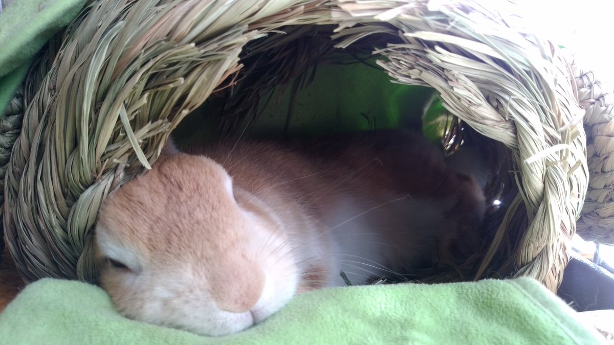 🐰うさぎさんのお写真 絶賛募集中！ うちの子見て見て～！みんなに