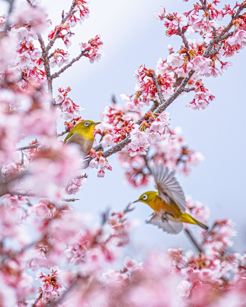 Roza_kissm2's tweet photo. 今年はメジロがほとんど撮れてない…どこ行ったんや〜

#サクジロー　#メジロ　#nikon #z63 #写真好きな人と繫がりたい https://t.co/IcGpTjluS4