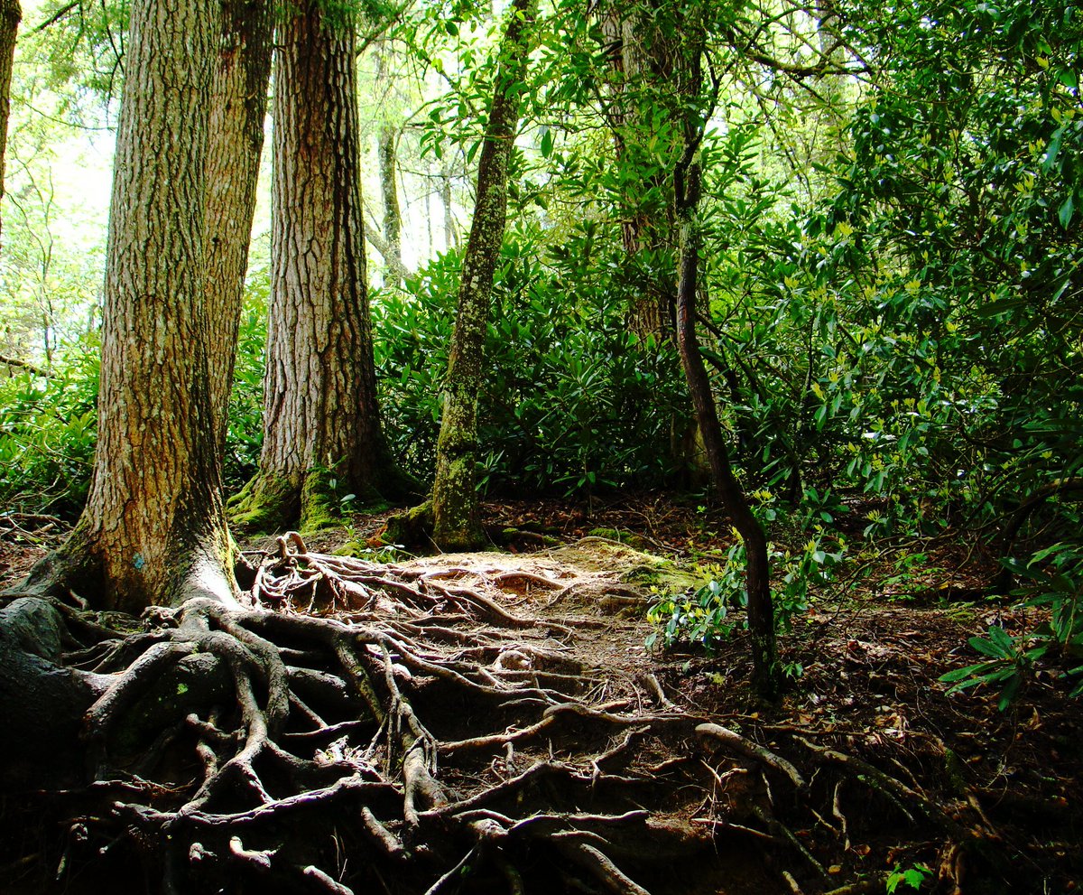 BRIAN S WOODS 🇺🇲 tweet media