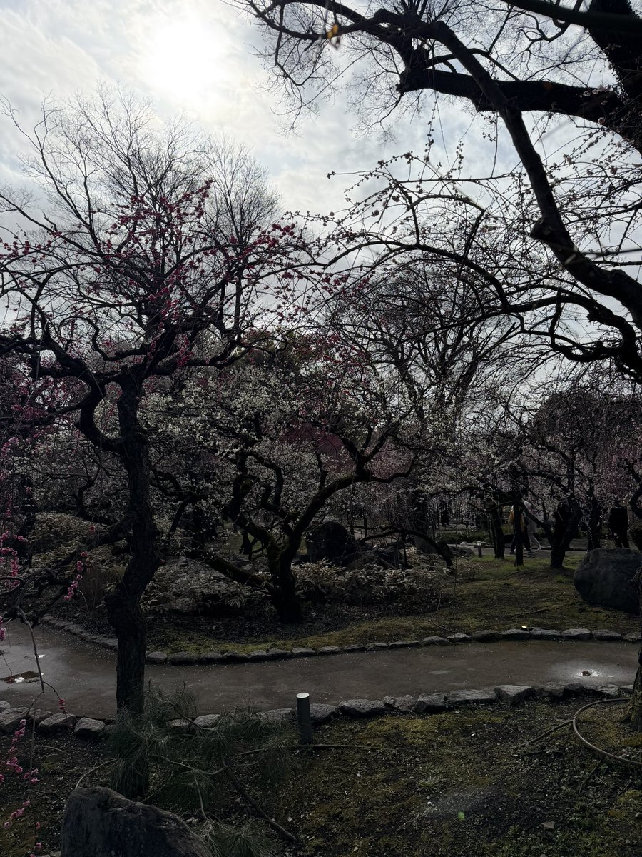 noizescript's tweet photo. 北野天満宮の花の庭に来ました
#KNF2026 https://t.co/kSZSFXwwFs