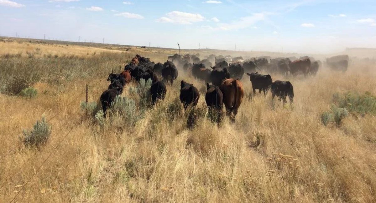 solari_the's tweet photo. Support King Ranch

Stand Against Government Abuse and Overreach

"Wade and Teresa King own and operate a generational family ranch in eastern Washington, with the 4th, 5th, and 6th generations now living and working on the ranch. For more than 70 years, the Kings have actively raised and bred livestock and horses on the ranch. They have also engaged in beef production, which has provided numerous citizens with American-raised, open-range-grazed beef and has enhanced food security throughout Washington State and the United States. The Kings personally operate and steward tens of thousands of acres of arid and rugged grazing lands with the help of their daughter.

The Kings have invested a tremendous amount of time, energy, and money into their ranching operations. It has been their life's work and the work of their family before them.

Unfortunately, the Kings now find themselves fighting for their livelihood, property rights, and legacy as they face an unprecedented battle against the Washington State Department of Natural Resources (“DNR”), the Washington State Department of Ecology (“Ecology”), and the State of Washington.  Without any reliable evidence or information, Ecology fined the Kings more than $250,000 for alleged disturbances to “wetlands” arising from the Kings exercising their vested stockwater rights when they engaged in the industry standard and commonly accepted practice of maintaining stockwater ponds that have been used by ranchers on this same land for hundreds of years. Ecology is also demanding that the Kings remediate  the alleged “wetlands,” which is estimated to cost millions (if not tens of millions) of dollars. As a result of Ecology’s unfounded allegations, the State of Washington pursued a parallel criminal investigation against the Kings, and DNR unilaterally terminated all of the grazing leases that it has had with the Kings for many decades. The actions of Ecology, DNR, and Washington State threaten the Kings’ livelihood and the future of ranching and agriculture throughout Washington State.

The Kings are now embroiled in several lawsuits against Ecology, DNR, and the State of Washington, where they are fighting to protect their rights and those of all ranchers, landowners, and farmers. This fight isn’t just the Kings’ fight — it is a stand for every rancher, farmer, and landowner who has suffered at the hands of government overreach and abuse of authority.

Right now, the Kings need your help to continue this fight. Your support can make a difference in protecting a generational family ranch, the ranching and agricultural community, property rights, food security, and ensuring that all citizens are treated fairly under the law."

https://t.co/rQLTjYejsT