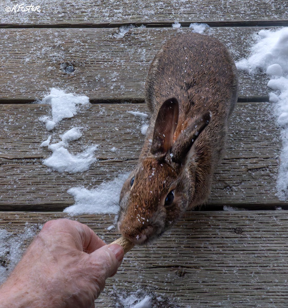 Harry Foster tweet media