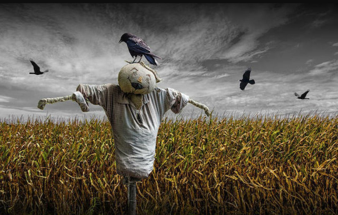 .

📘 #فزع_الفزّاعة!

(1)
الفزّاعة: تمثال بدائي بسيط، يتشكل من قطعتين على شكل صليب ويغطى بقماش يوحي لك من بعيد أنه رجل يقف في منتصف الحقل.. ابتكره أهل الحقول ليطرد الطيور حتى لا تأكل حبوبهم، ويحميها من اللصوص.. أحياناً.
يُقال أن أول من ابتكر «الفزّاعة» هم الفراعنة، ولكل أمة من