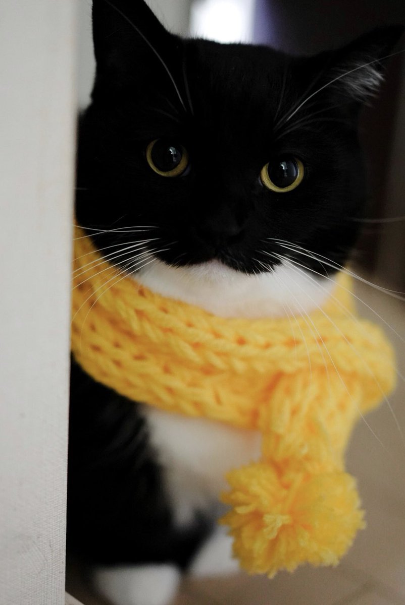 Uni, that yellow scarf looks so good on you!