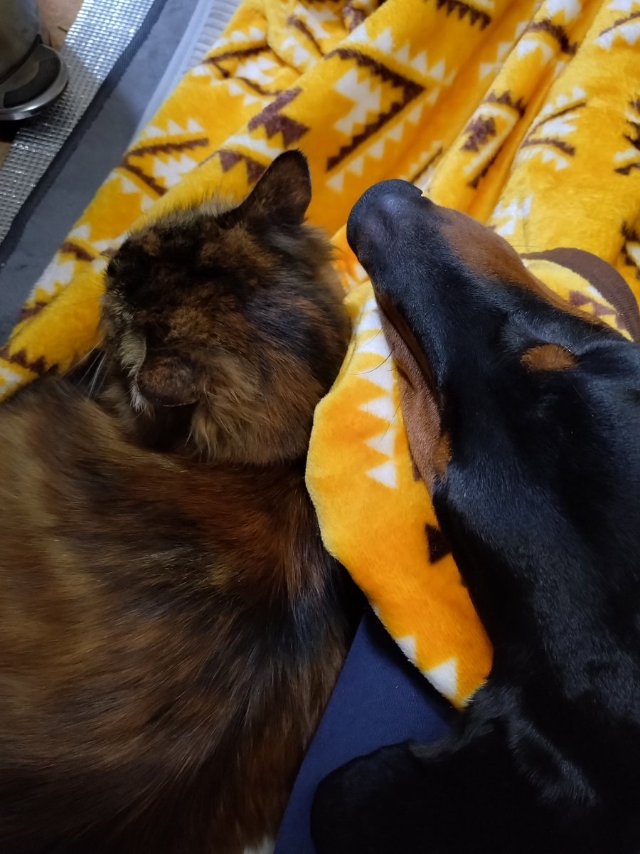 jilmariya's tweet photo. 猫の日ということで、私を毎日癒してくれる愛猫＆愛犬です😺🐶💕 https://t.co/8nGFgpNyhV