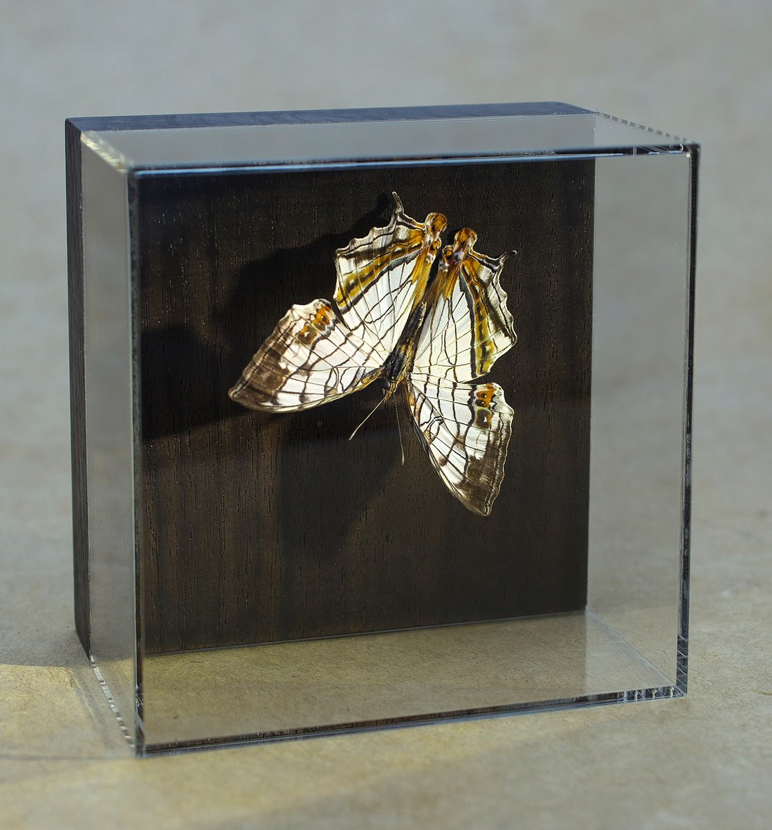 ショップの立体標本が残り少なくなりました。皆さま本当にありがとう