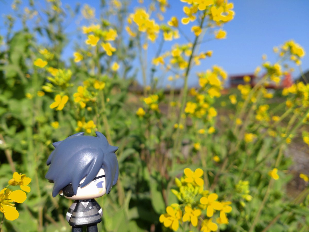 道端の菜の花が咲いてたちあ！