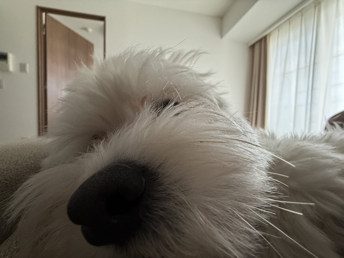 きなり tweet media