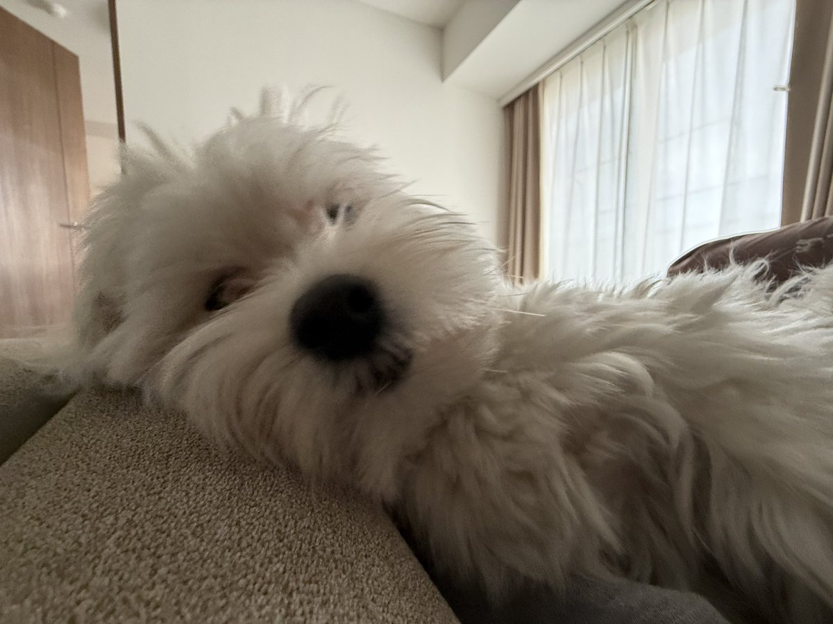 きなり tweet media