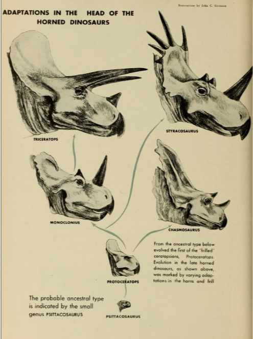 Ceratopsian reconstructions from Edwin H. Colbert's "The Dinosaur Book", from 1945. These are honestly AMAZINGLY anatomically sound for such a year; look at the Styracosaurus in particular and then compare it to most depictions of it for the next 2 decades.