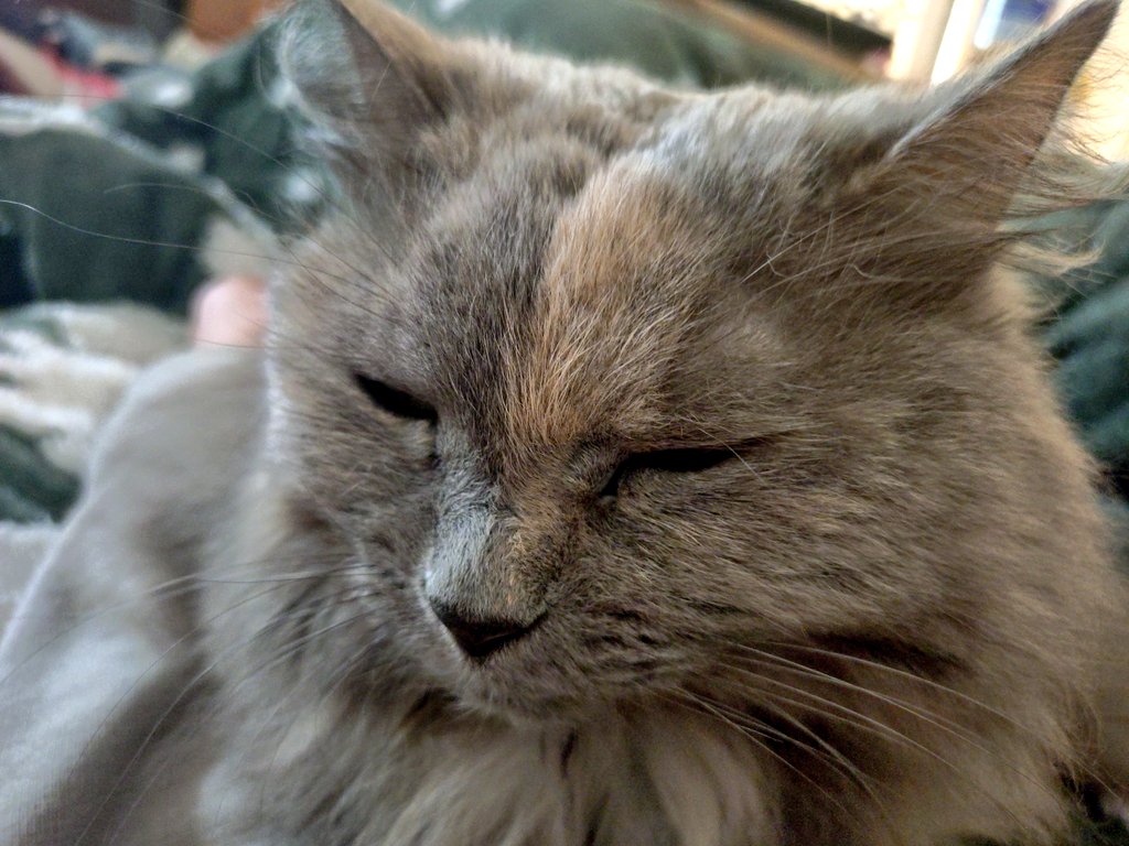猫の日終わっちゃったね