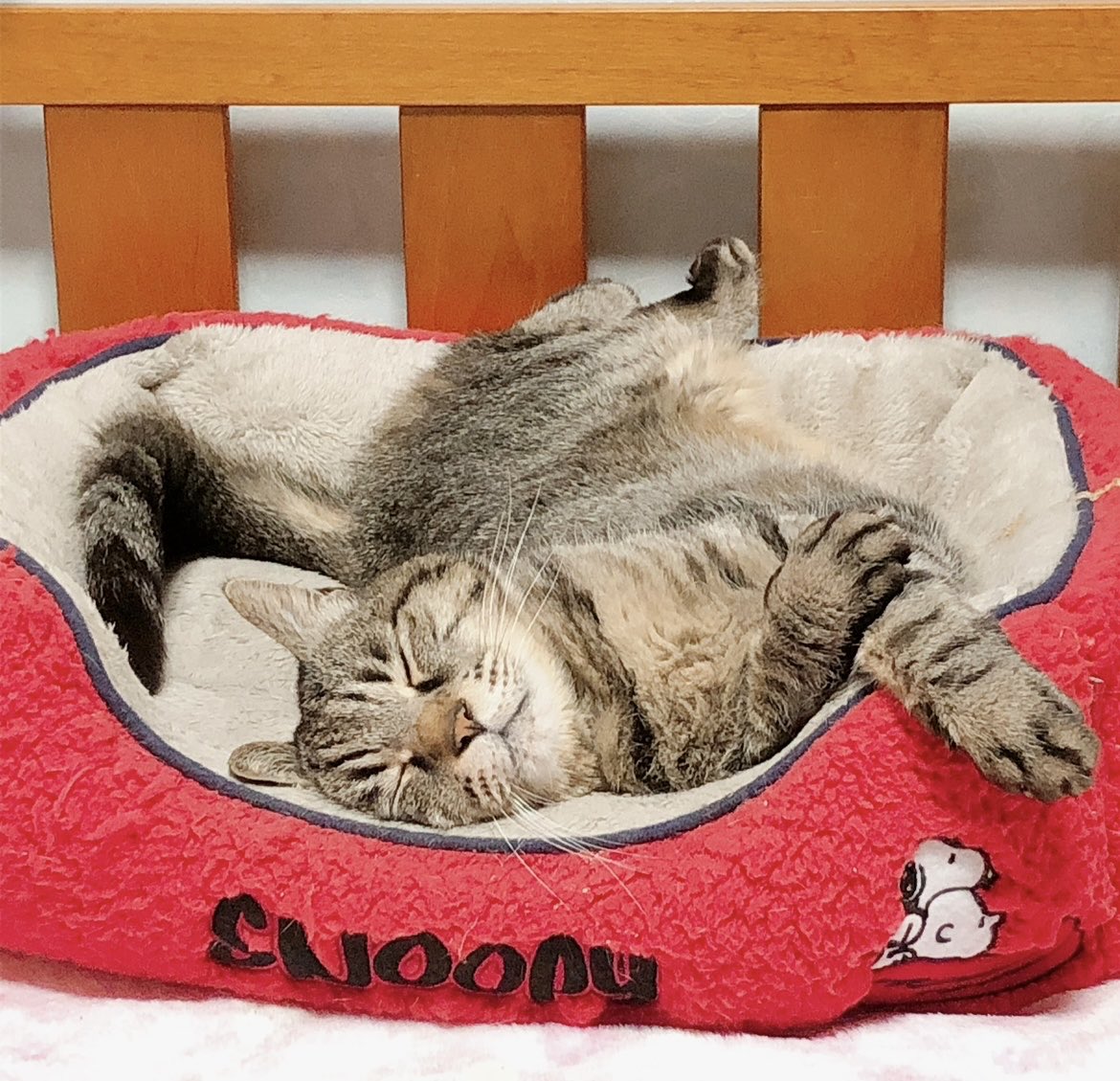 ねここℕ𝕖𝕜𝕠𝕜𝕠 🐾 (@Nekokokizitora) / Posts / X