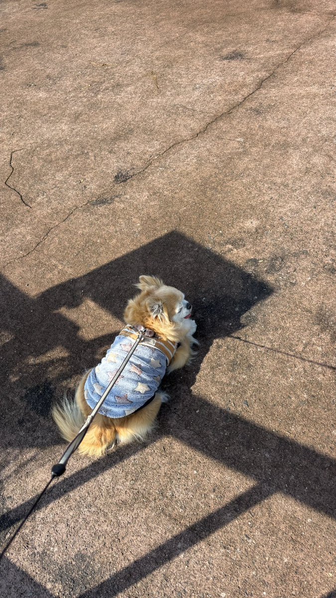 くつろいでるチビちゃん🐶💕