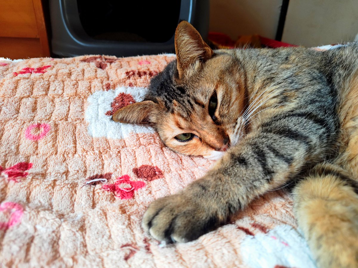 おきないやつ😅

#猫