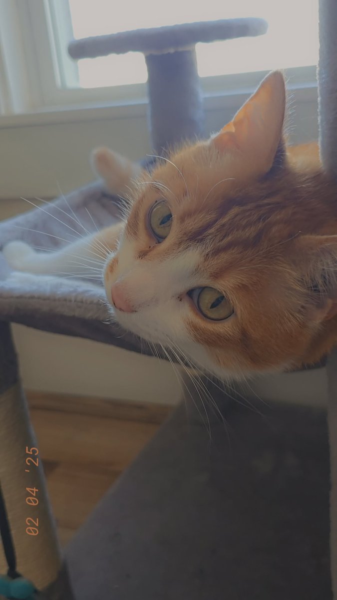 when considering a name for my Sweet Potato, i actually almost named him Rajah, but no, i was obsessed with Modern Family when i got him 🫶🏻

So he is Mitch instead💜🥰