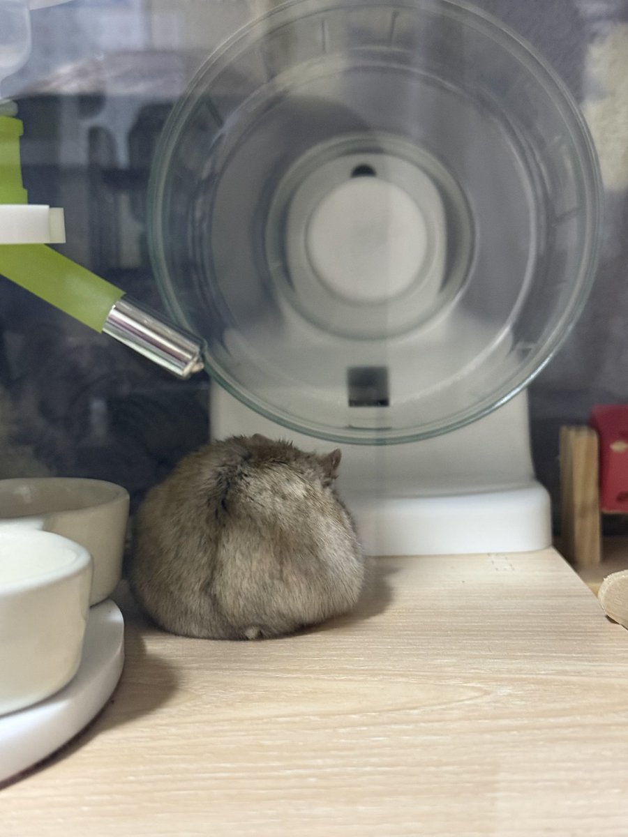 mogyammog's tweet image. ちっぽとすこし見えるお顔で十分可愛い