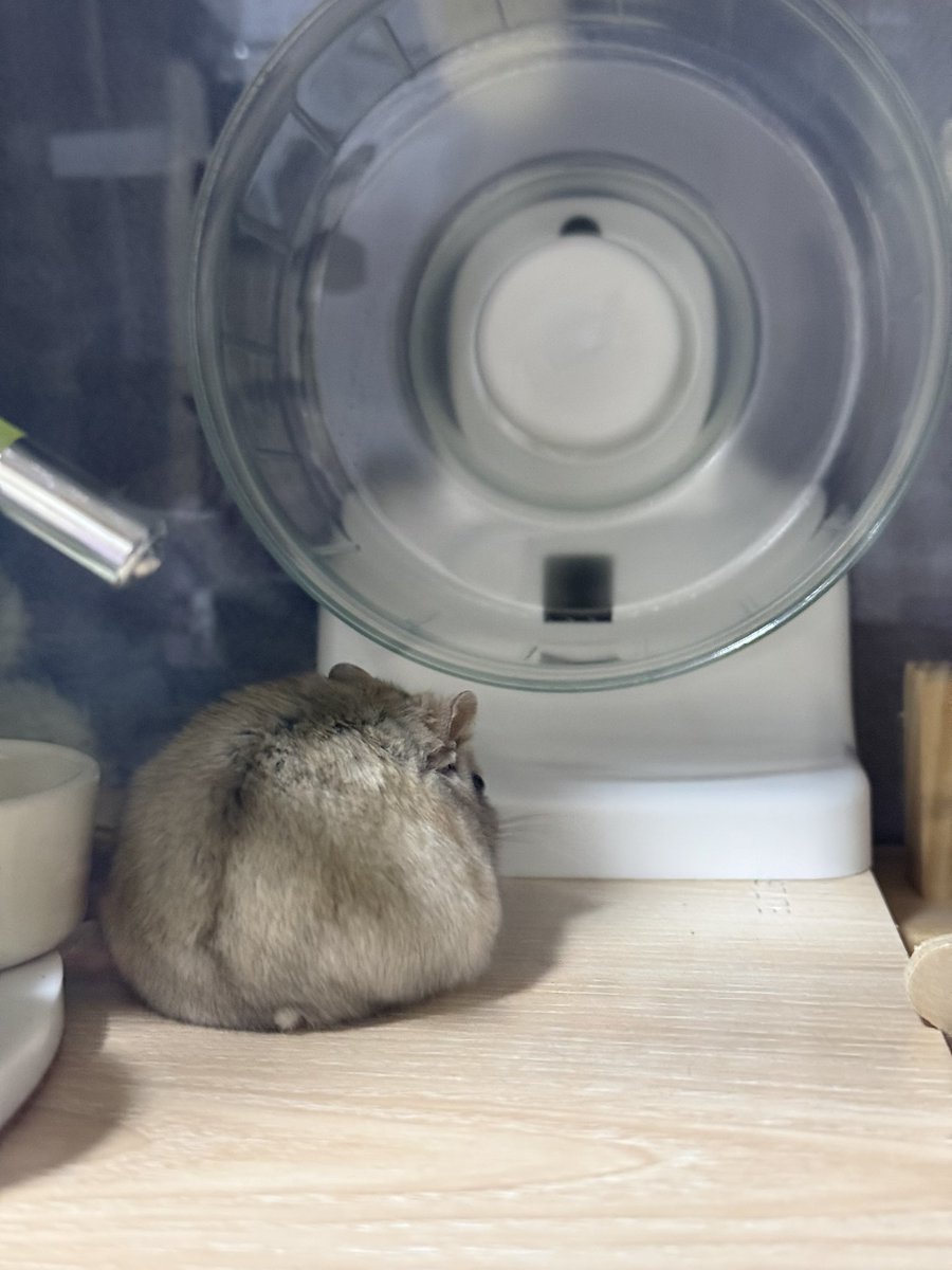 mogyammog's tweet image. ちっぽとすこし見えるお顔で十分可愛い