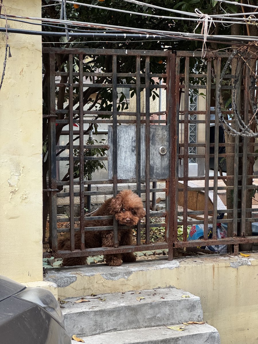 this_is_jiangxi's tweet photo. Teddyβs indoors but yearning for the outdoors β the grass is always greener on the other side. #Teddy #IndoorDog #WantToPlay #DogThoughts https://t.co/O5ytIdrz12