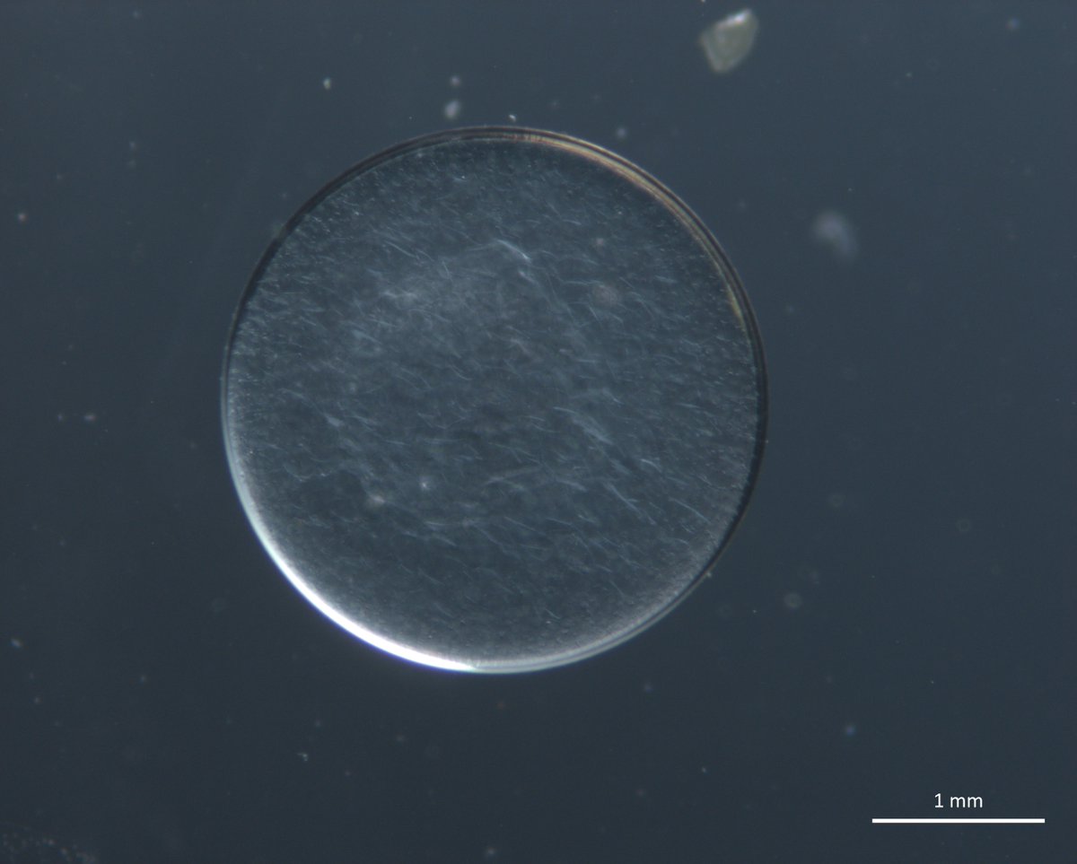 リュウグウノツカイに近い仲間 サケガシラの卵を展示開始しました！  

主に深海に生息していますが、卵は稀に表層で採集されることがあります。稚魚の育成はバックヤードで行う為、卵のみの展示です。
 卵サイズ約3mm
 展示:2階ふくしまの海 
#深海魚 #卵 #激レア #サケガシラ
Trachipterus ishikawae