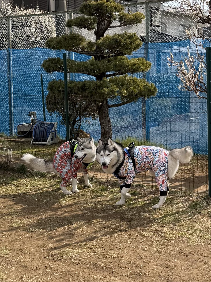 Genie(ジーニー) (@Genie_0213) / Posts / X