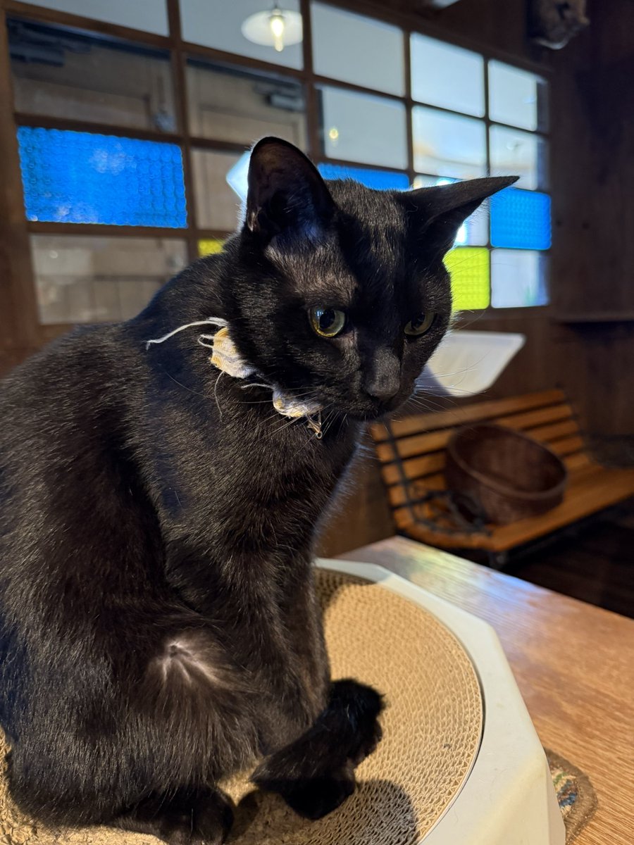 天使（エンジェル）…！ （久しぶりの猫カフェ）