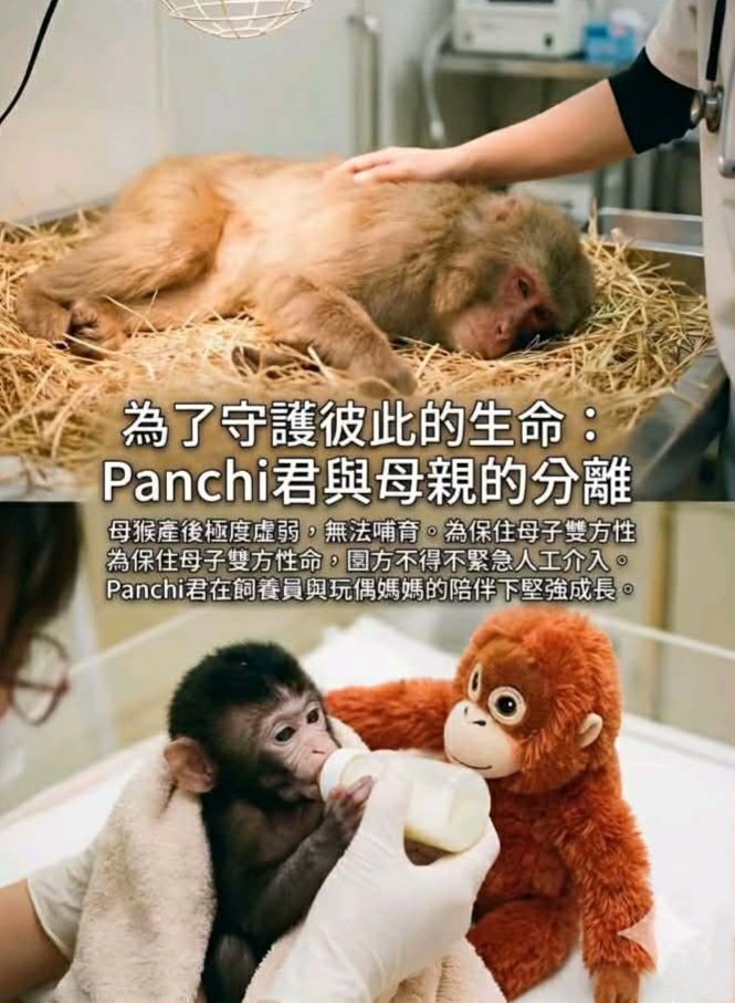 จนท.สวนสัตว์ในญป.รายงานว่า 
ภาพด้านบนคือแม่ของพั๊นซ์คุง ที่ไม่อยู่ในสภาวะให้นมลูกได้ เนื่องจากยังอากาศร้อน เครียด ปรับตัวการเป็นคุณแม่ในวัย11ปีไม่ได้(อิดอกคุณแม่วัยใส) จนท.จึงรับมาอุปการะน้องแทน โดยการให้นมและมอบOranmamaให้แทนนั่นเอง