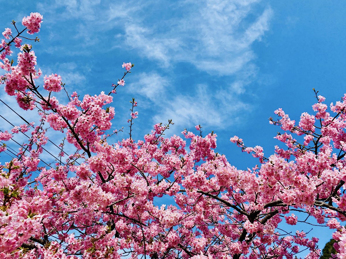 TSRacingdriver's tweet photo. 河津桜🌸
春の訪れだね🥰✨ https://t.co/rbLUUhNiYq