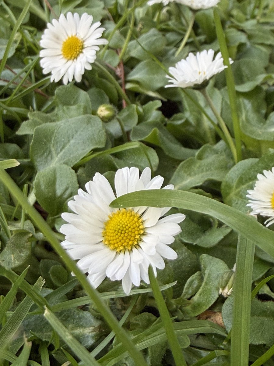 MarceStarlet{⭐️} tweet media