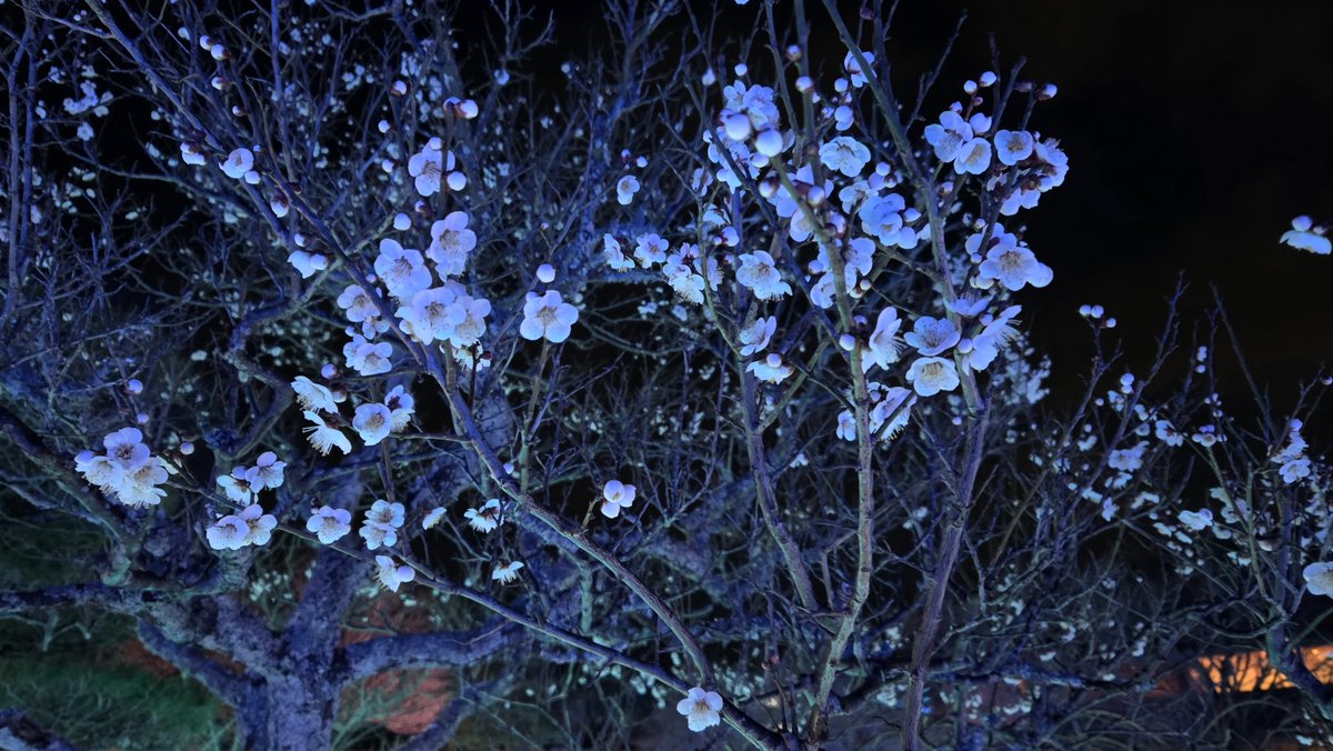 みるタンく tweet media