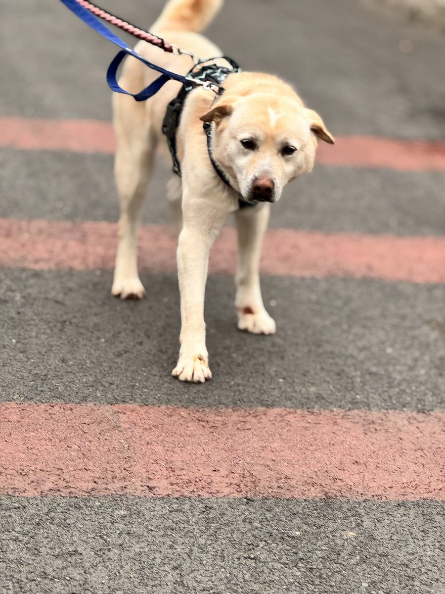 아크보호소 ARK Shelter tweet media