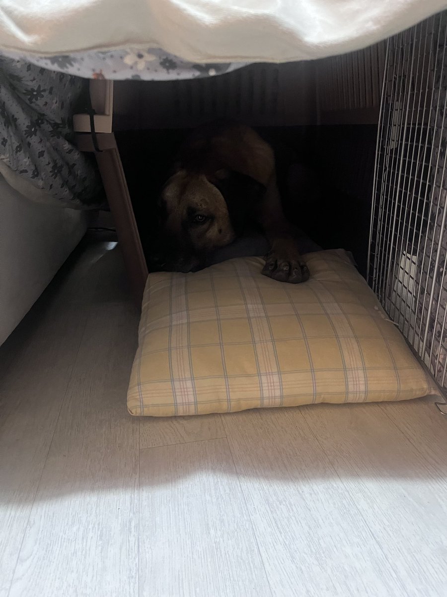 아크보호소 ARK Shelter tweet media