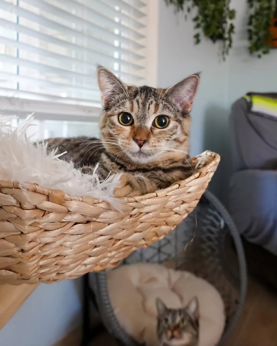 7ykmn0jgjdl8k's tweet image. Kyle is available for adoption! This beautiful girl has the sweetest face and an even sweeter personality.

She is a healthy, happy girl just wanting a human to call her own.
#adoptdontshop #cute #cutekitten #cutenessoverload #kittens_of_world #givemeallthekittens #savealife