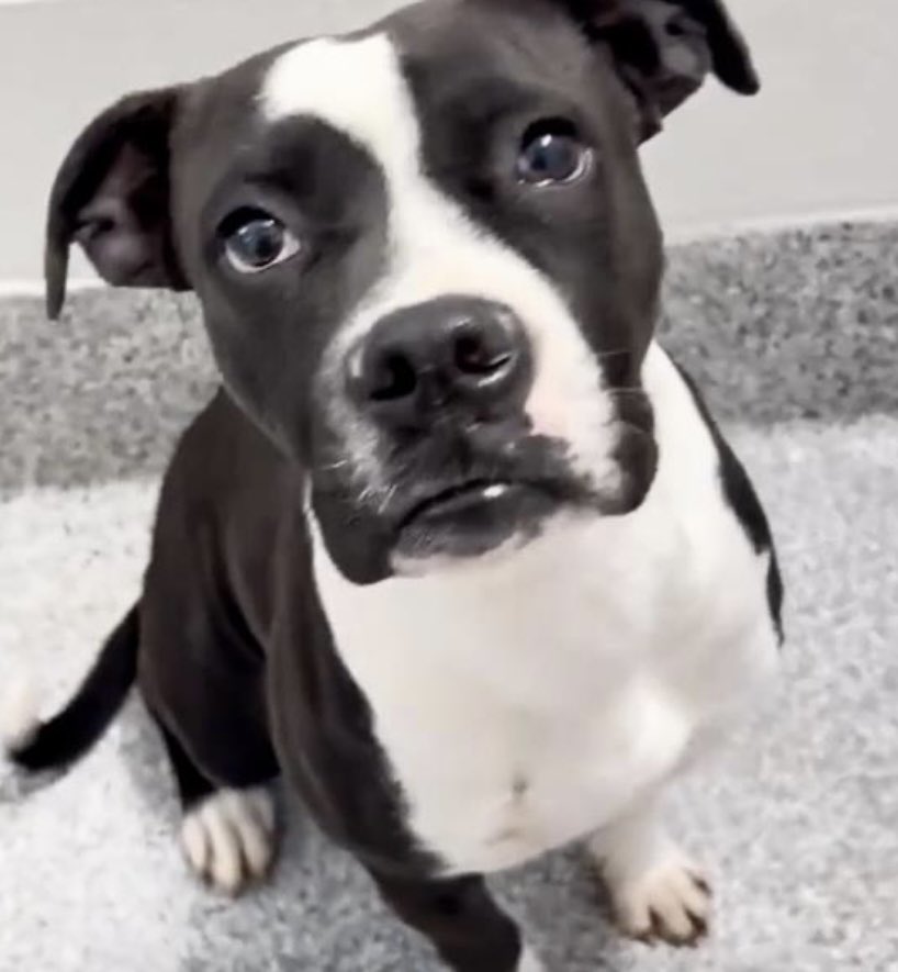 💜🎉Puppy JAZZ has been placed in County foster care! She is temporarily safe, but plz  keep sharing as she can also be returned @ any time! Pledges will remain noted until she is permanently safe! Updates will be provided/as her situation develops! Thank you all🙏🥳
Houston #TX