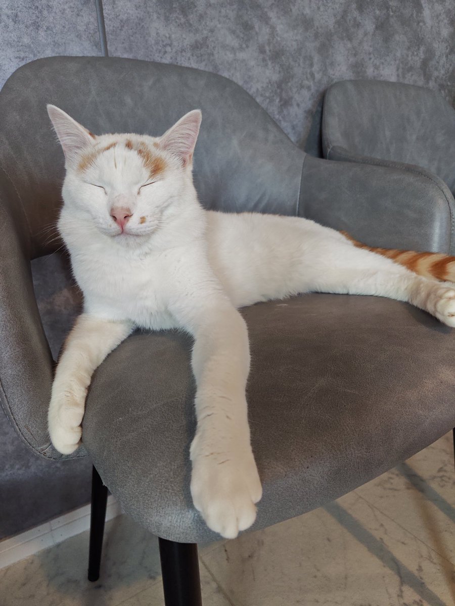 猫Cafeごろにゃん tweet media