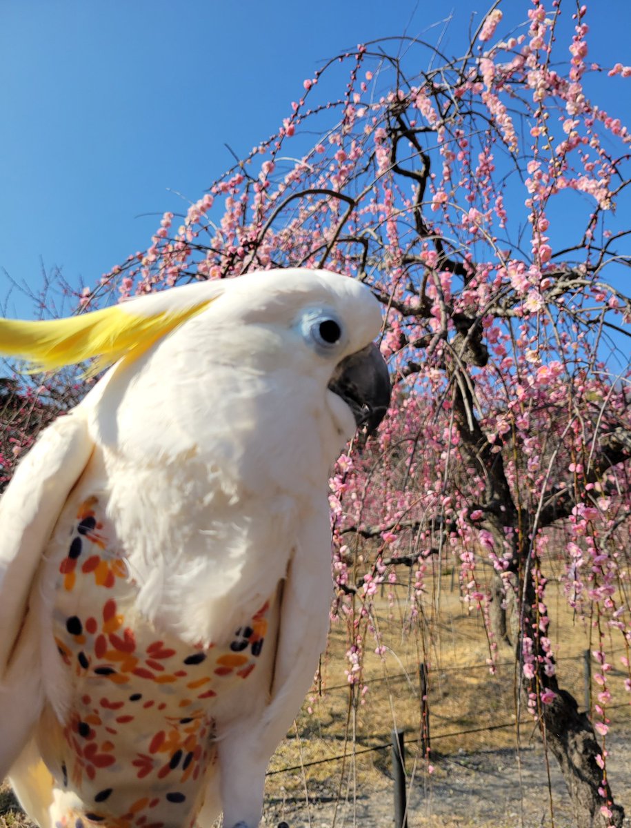 おぱーりん🎵 tweet media